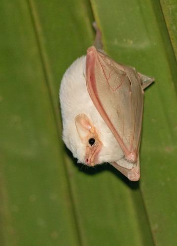 Diclidurus northern ghost bat Diclidurus albus iNaturalistorg