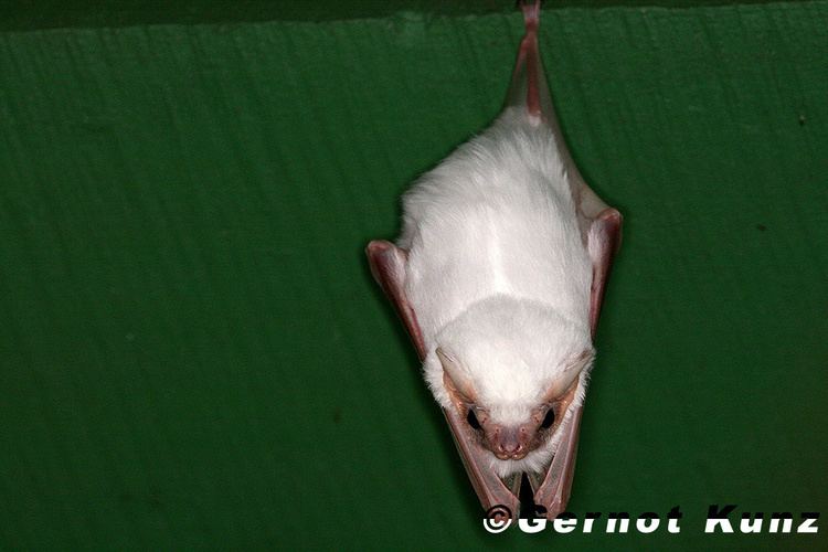 Diclidurus Diclidurus albus Northern Ghost Bat Amerikanische