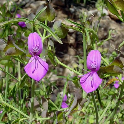 Dicliptera resupinata Dicliptera resupinata Arizona Foldwing Southeastern Arizona