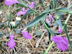 Dicliptera resupinata Arizona Foldwing Dicliptera resupinata Xeriscape Landscape Plants