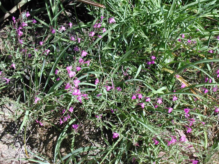 Dicliptera resupinata Xeriscape Demonstration Garden Information Sheet