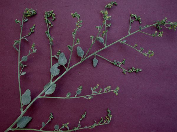 Dicoria (plant)