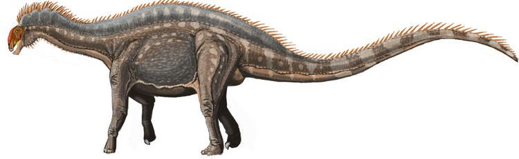 Dicraeosaurus FileDicraeosaurus hansemanni22jpg Wikimedia Commons