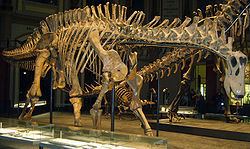 Dicraeosaurus httpsuploadwikimediaorgwikipediacommonsthu