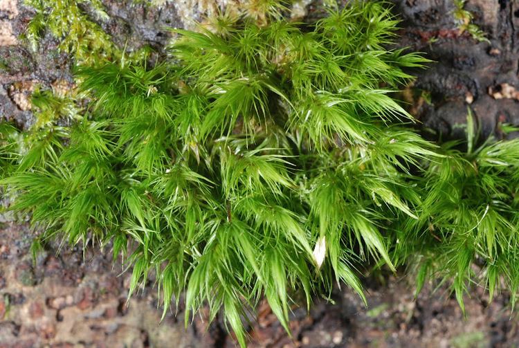 Dicranaceae ABRS Australian Mosses Online