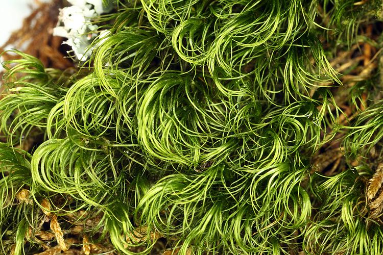 Dicranum Vascular Plants of the Gila Wilderness Dicranum scoparium