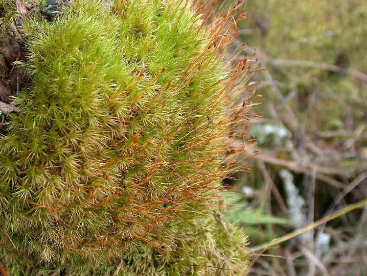 Dicranum Dicranum scoparium Broom moss