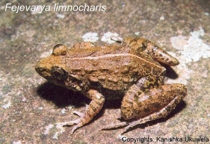 Dicroglossidae Family Dicroglossidae Amphibians of Sri Lanka