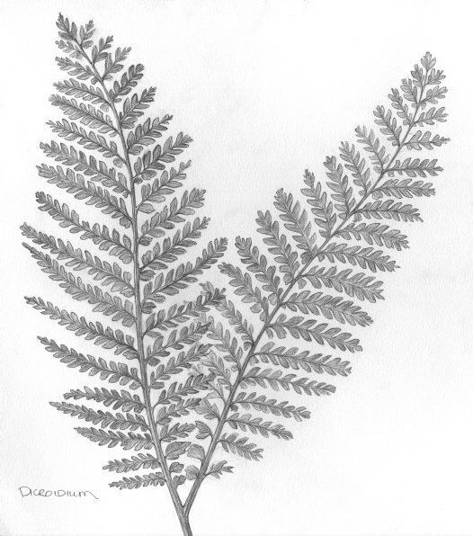 Dicroidium Seed fern Dicroidium zuberi Australian Museum