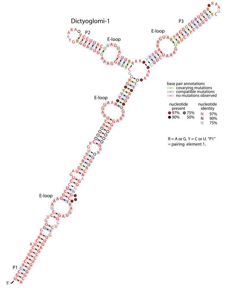 Dictyoglomi-1 RNA motif