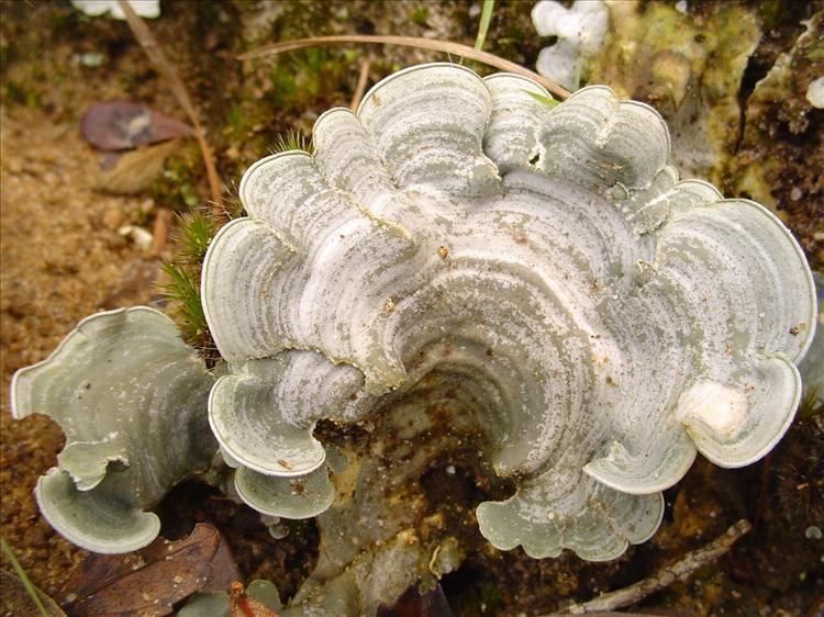 Dictyonema Dictyonema glabratum Pictures of Tropical Lichens