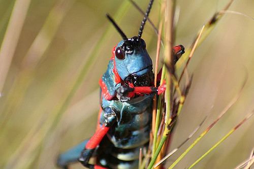 Dictyophorus spumans Koppie Foam Grasshopper Dictyophorus Spumans Red and blu Flickr