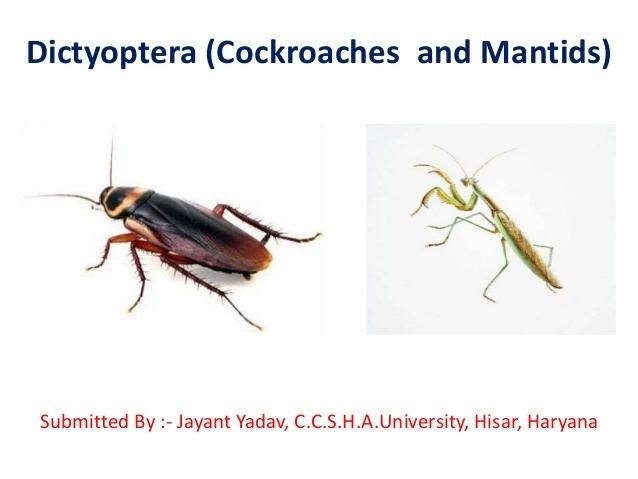 Dictyoptera Dictyoptera and Isoptera