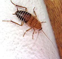 Dictyoptera httpsuploadwikimediaorgwikipediacommonsthu