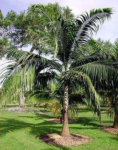 Dictyosperma Dictyosperma album var aureum Palmpedia Palm Grower39s Guide
