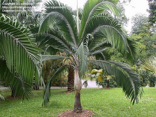 Dictyosperma Dictyosperma album Palmpedia Palm Grower39s Guide