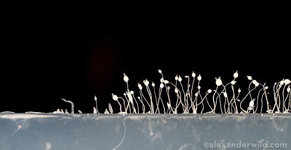 Dictyostelium Starving to be Social The Odd Life of Dictyostelium Slime Molds