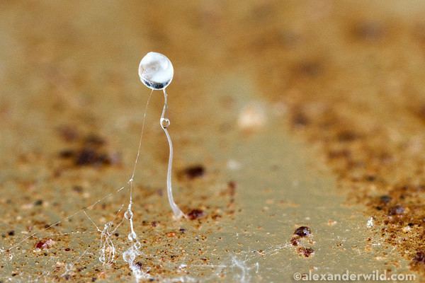 Dictyostelium Starving to be Social The Odd Life of Dictyostelium Slime Molds