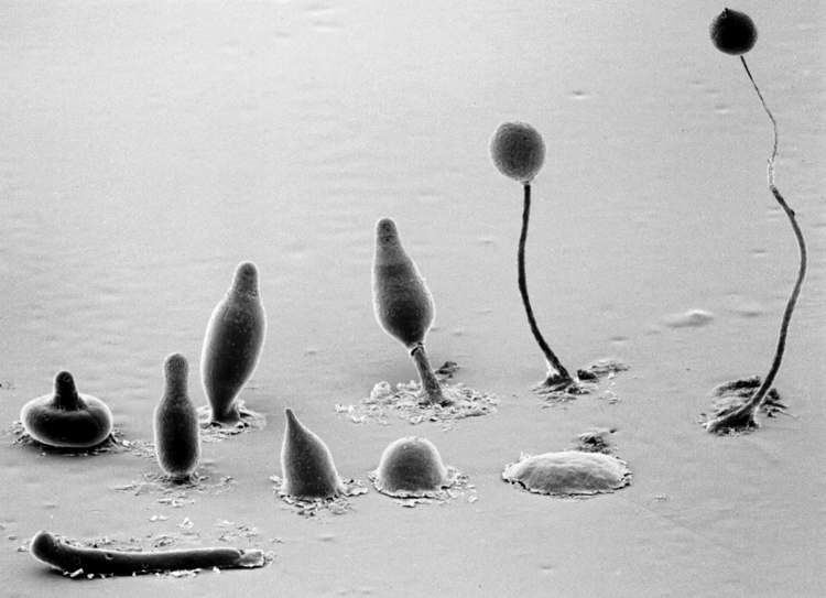 Dictyostelium Better Know a Microbe Dictyostelium Trending
