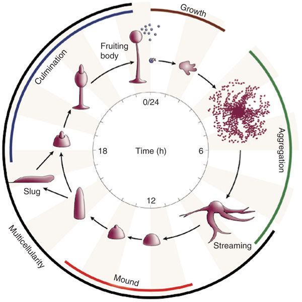 Dictyostelium discoideum Protocols for growth and development of Dictyostelium discoideum