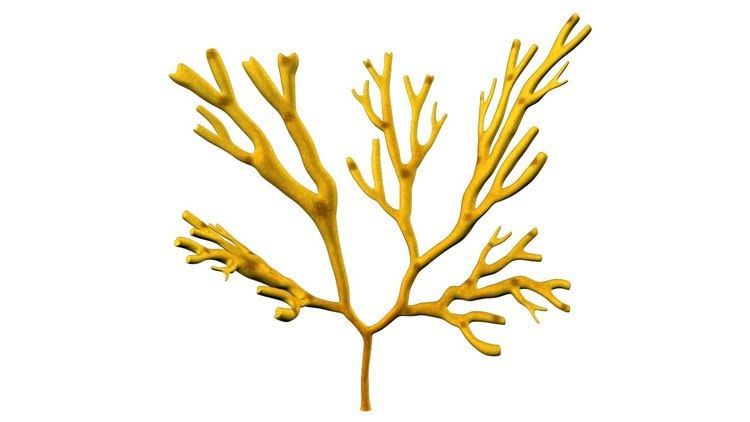 Dictyotales 3d model dictyotales brown algae