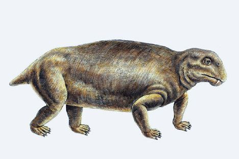 Dicynodont Dicynodonts Facts information about the extinct prehistoric