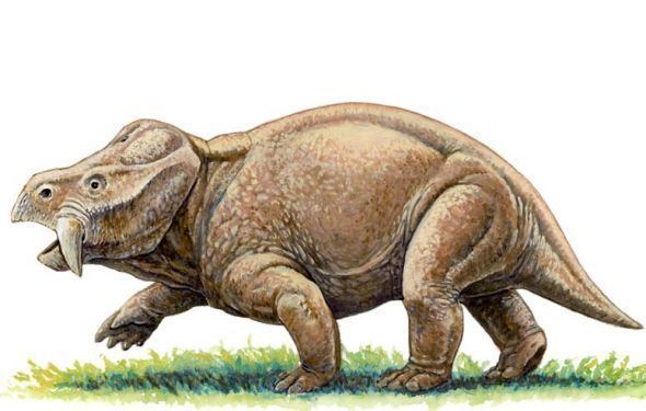 Dicynodont Tasmanian prehistoric fossil confirms tusked mammal ancestor