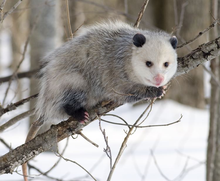 Didelphis Opossum Wikipedia