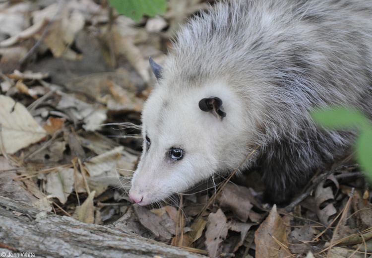 Didelphis Didelphis virginiana North American opossum Didelphis marsupialis