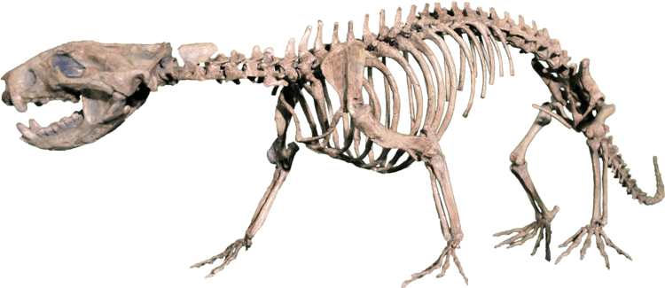 Didelphodon Didelphodon vorax by Triebold Paleontology Inc