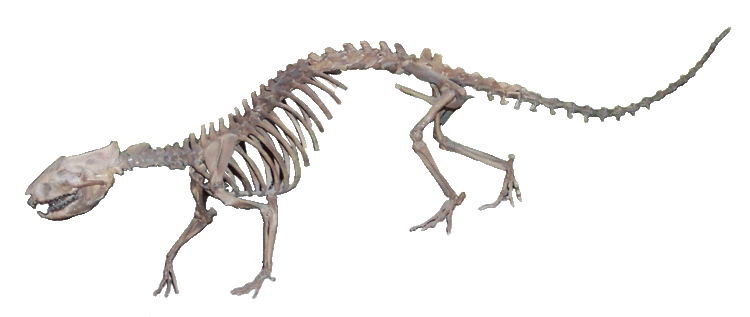 Didelphodon Didelphodon vorax Rocky Mountain Dinosaur Resource Center