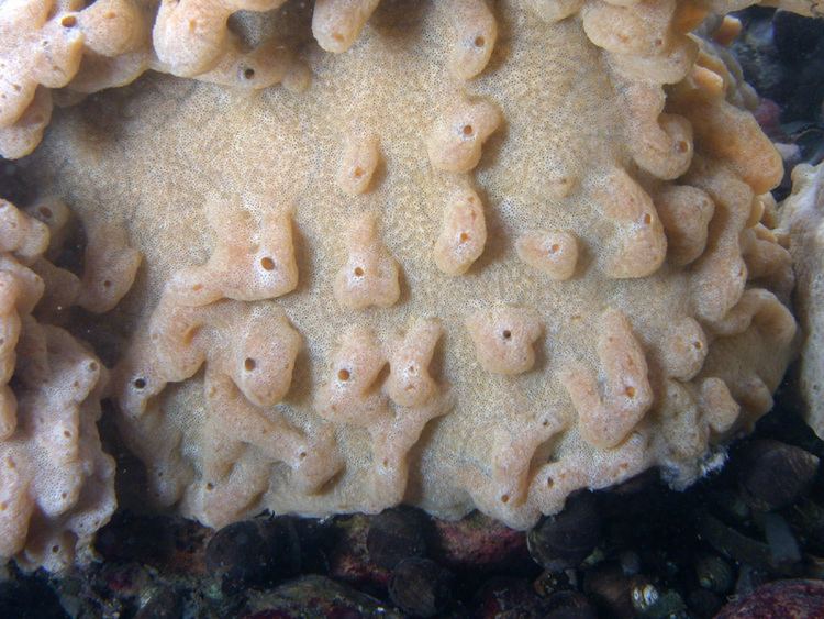 Didemnum Marine Nuisance Species Didemnum a colonial tunicate ascidian
