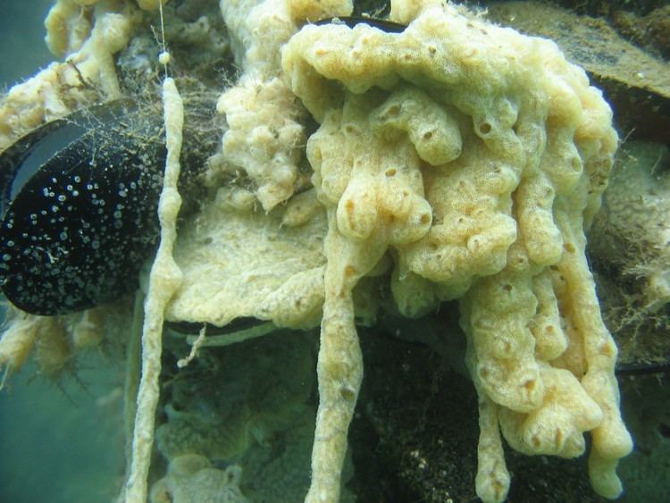 Didemnum vexillum Marine Nuisance Species Didemnum a colonial tunicate ascidian