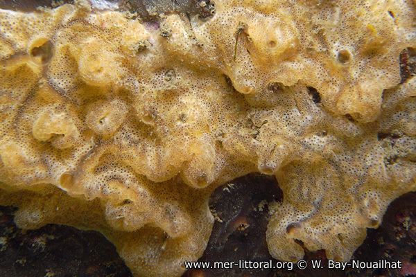 Didemnum vexillum European Marine Life Photo of Didemnum vexillum Tunicate biology