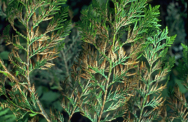 Didymascella thujina CTD Conifer Needle Diseases Cedar Leaf Blight