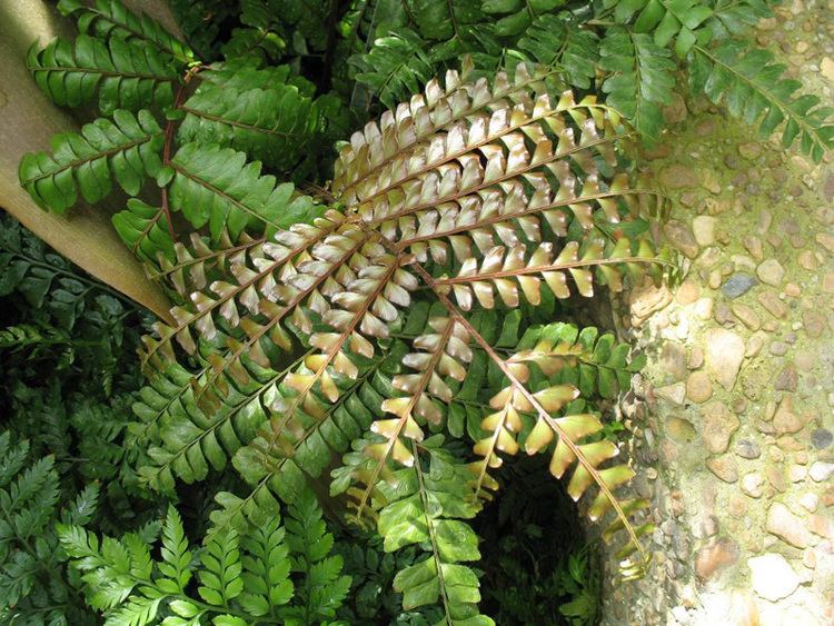 Didymochlaena truncatula Online Plant Guide Didymochlaena truncatula Mahogany Fern