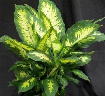 Dieffenbachia How To Care For A Diffenbachia Plant Growing The Dumb Cane