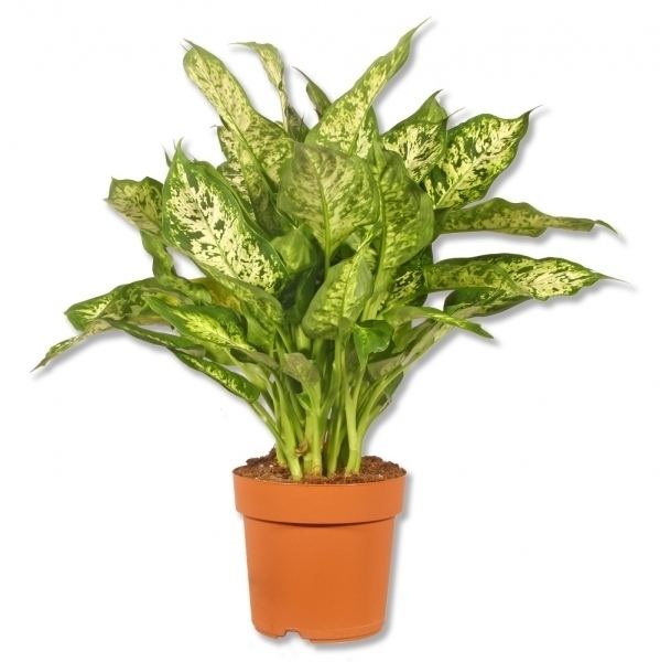 Dieffenbachia seguine Dieffenbachia seguine Health effects and herbal facts