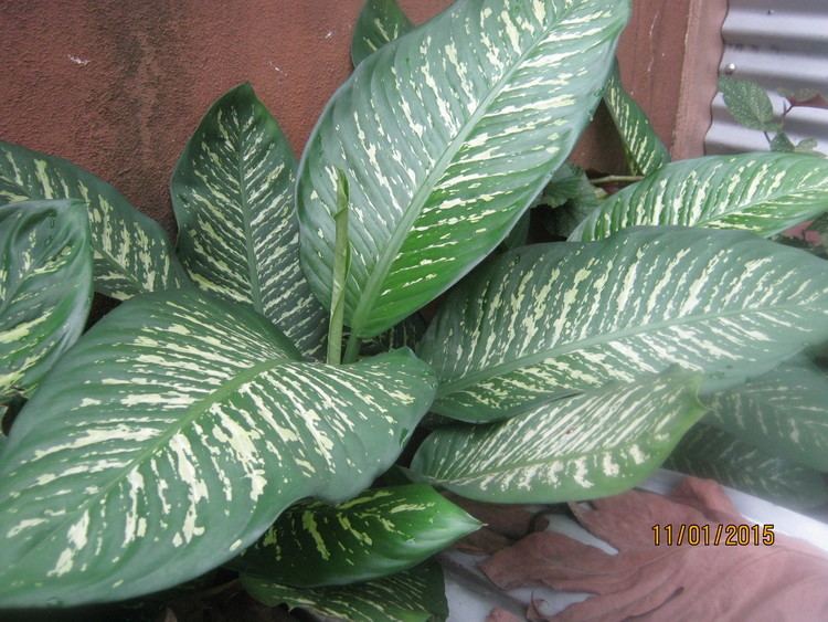 Dieffenbachia seguine Dieffenbachia seguine Hedge Suz and Tell