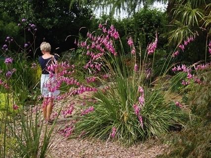 Dierama dierama