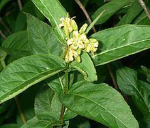 Diervilla sessilifolia httpsuploadwikimediaorgwikipediacommonsthu