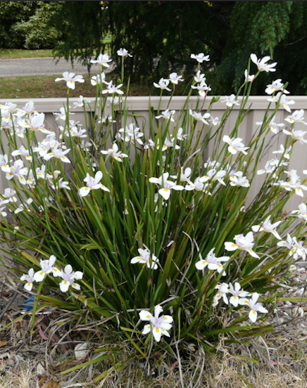 Dietes Daylilies in Australia Butterfly Grass Dietes Plant Wild Iris