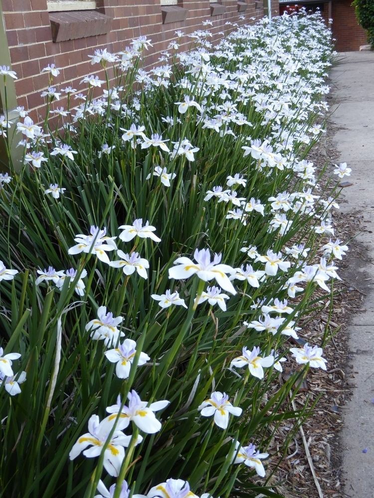 Dietes Grandiflora Alchetron The Free Social Encyclopedia