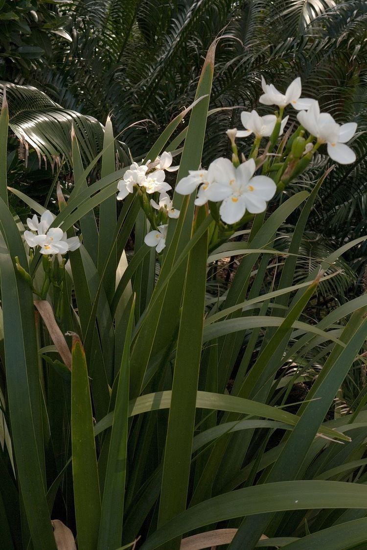 Dietes robinsoniana Plant of the Day Plant of the day is Dietes robinsoniana or