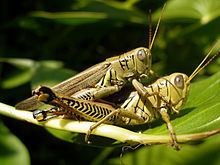 Differential grasshopper httpsuploadwikimediaorgwikipediacommonsthu