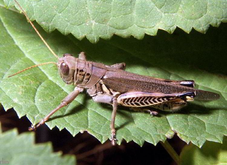 Differential grasshopper Differential Grasshopper Melanoplus differentialis