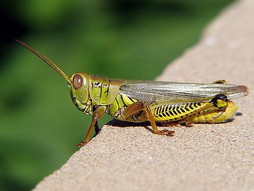 Differential grasshopper Differential Grasshopper Differential Grasshopper Melanop Flickr