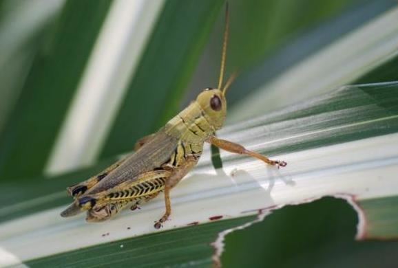 Differential grasshopper Differential Grasshopper MDC Discover Nature