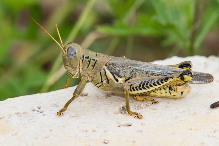 Differential grasshopper Differential Grasshopper Melanoplus differentialis