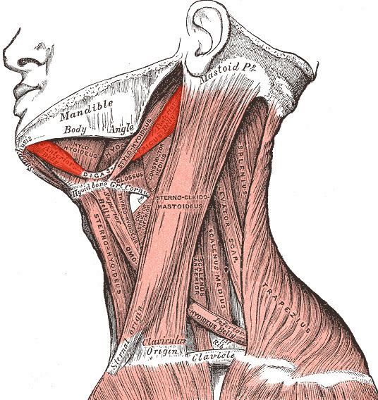 Digastric muscle